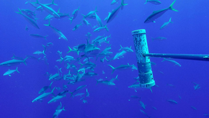 A rainbow runner scraping on a blue shark at Ascension Island