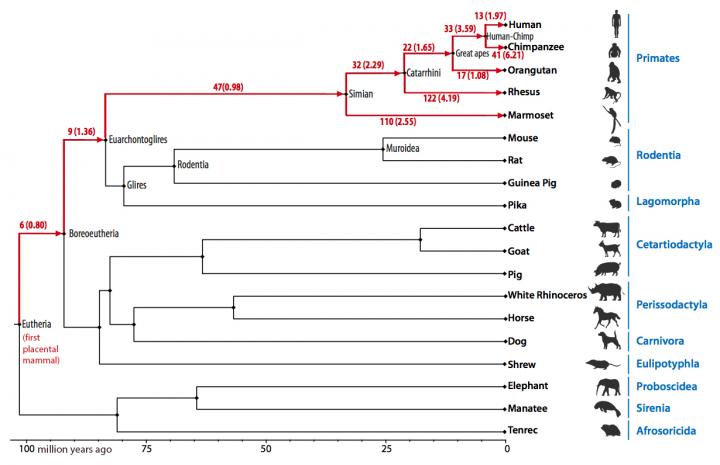 Evolutionary Tree of Placental Mammals