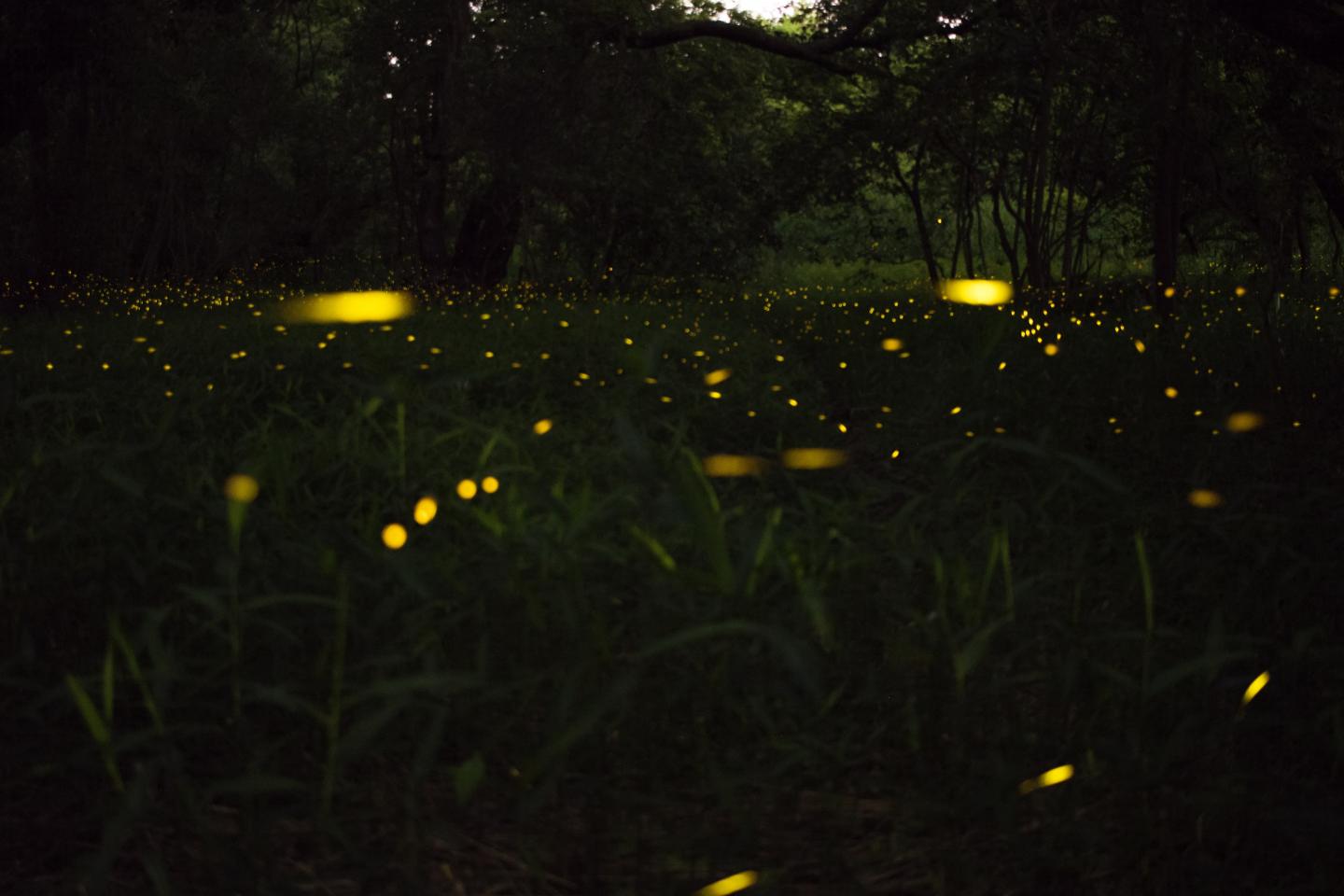 Fireflies Flashing in Unison
