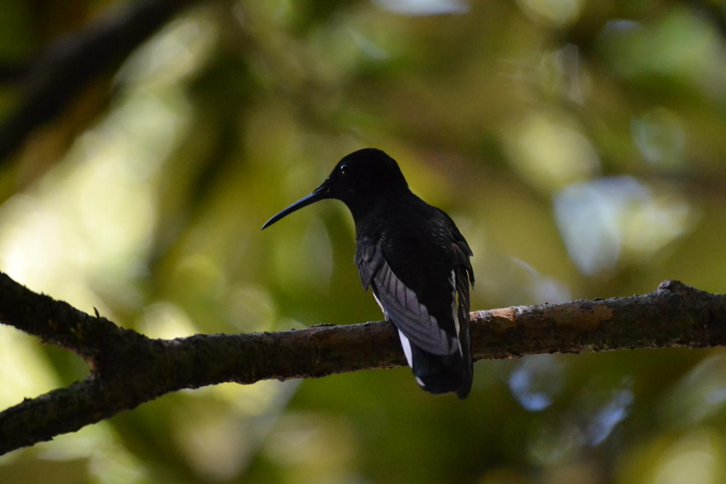 Black Jacobin