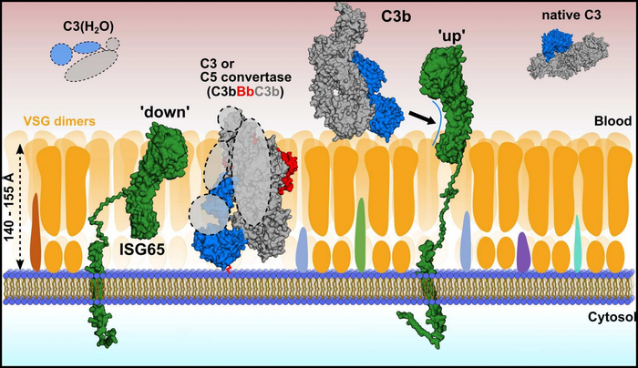 Model of complement binding on the surface of T. b. gambiense.