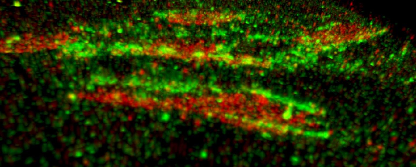 Three-Dimensional Image with the Paxillin Proteins Marked with Red and Kank Proteins with Green