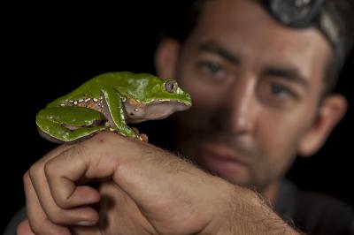 Giant Leaf Frog