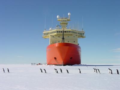 Adelie Penguins in McMurdo Sound