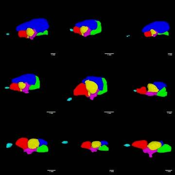 3D Reconstructions of Fish Brains