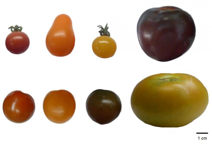 Tomato Genotypes Studied