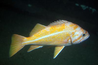 Canary Rockfish