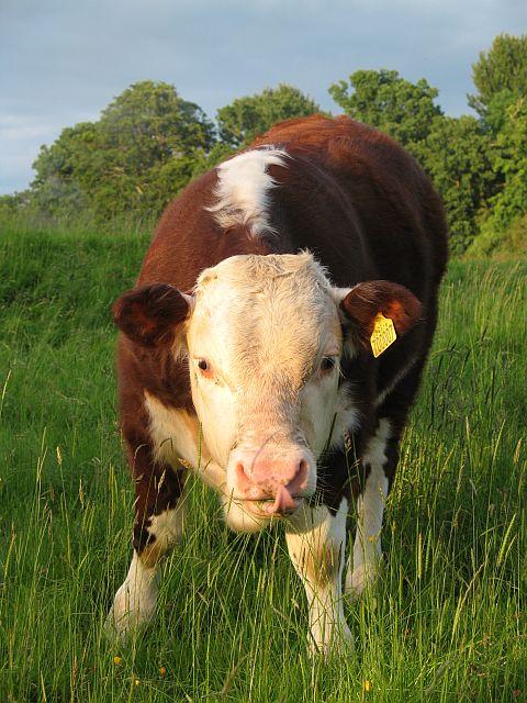 Hereford bull calf