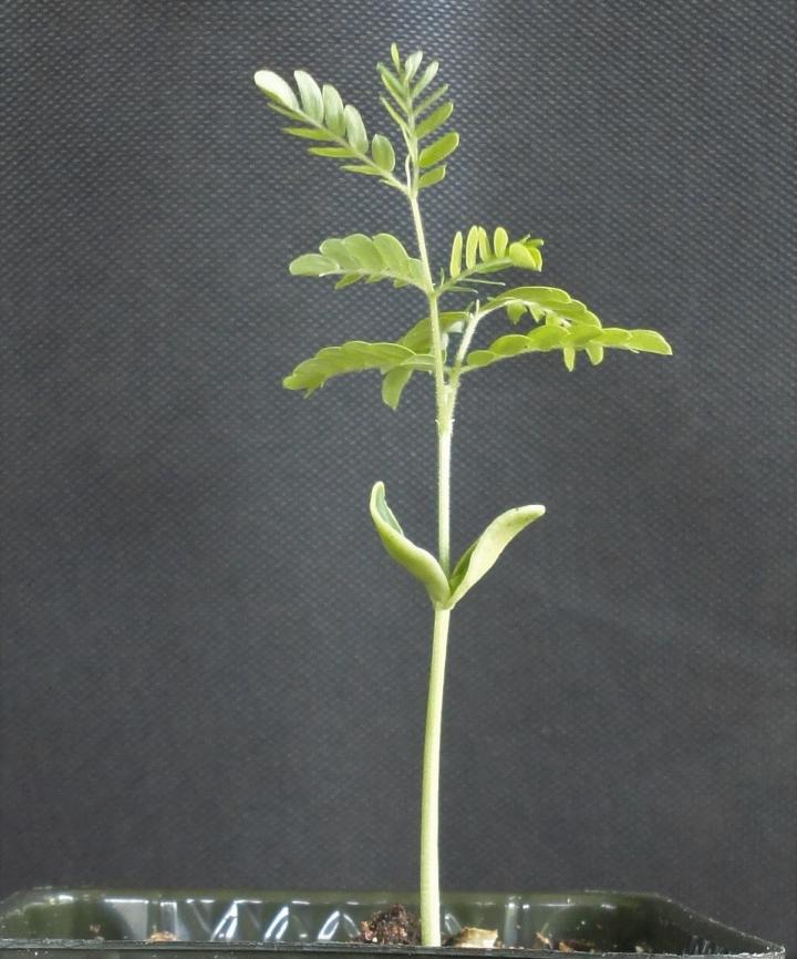 <i>Serianthes nelsonii</i> Seedling