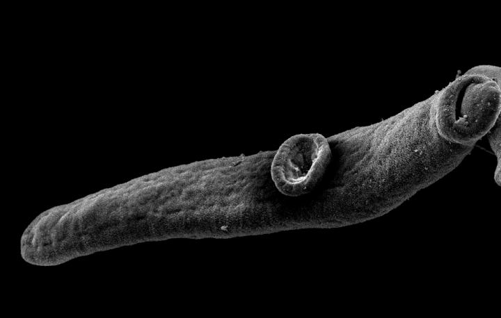 A Juvenile Blood Fluke (<i>Schistosomia mansoni</i>)