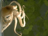 The California Two-Spot Octopus