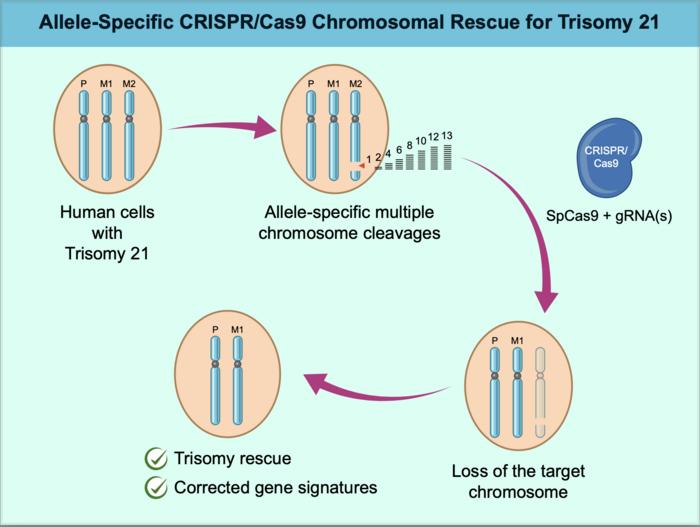 Trisomy 21 rescue