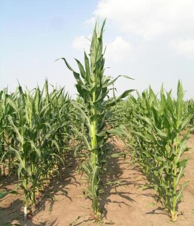 Amaizing: Corn Genome Decoded