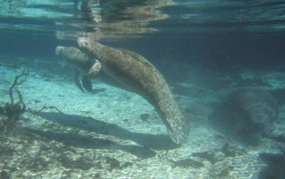 Manatees
