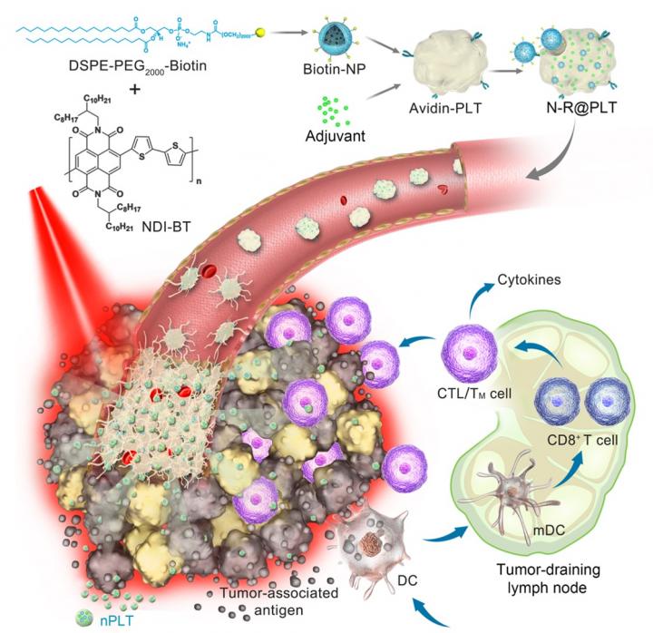 Schematic illustration of the platelet-based formulation and anticancer application in photothermal-immunological combined therapy