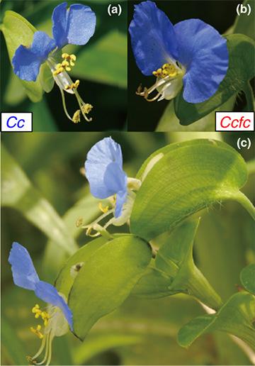 Close Relatives Can Coexist: Two Flower Species Show Us How (1)