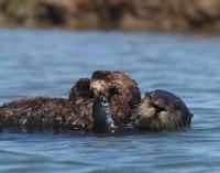 Otter 327 in Elkhorn Slough with Wild-Born Pup of Her Own