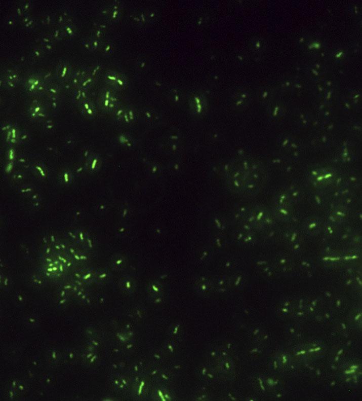 <em>Halanaerobium</em> Bacteria