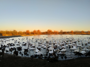 Mute and whooper swans