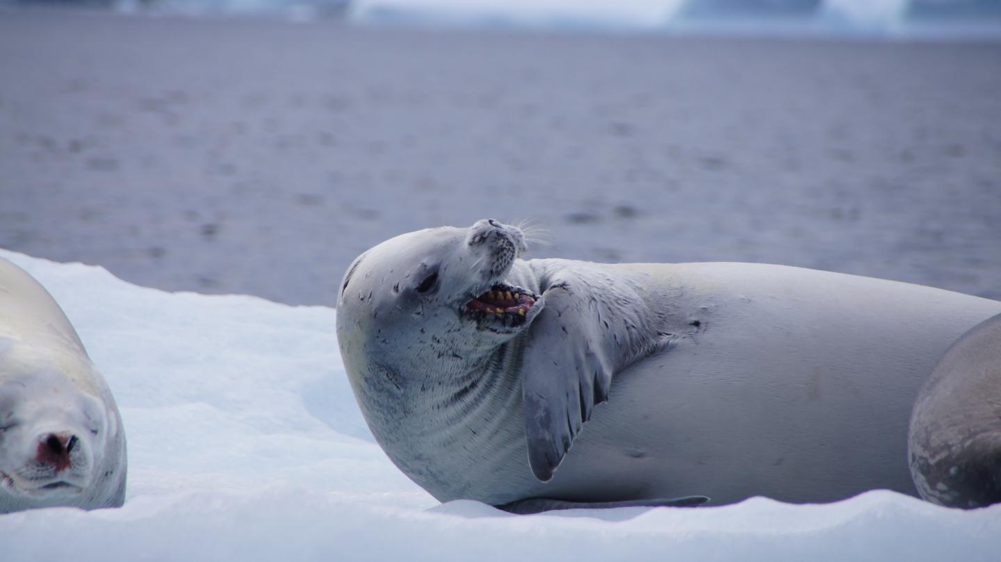 A Crabeater Seal in Antarctica