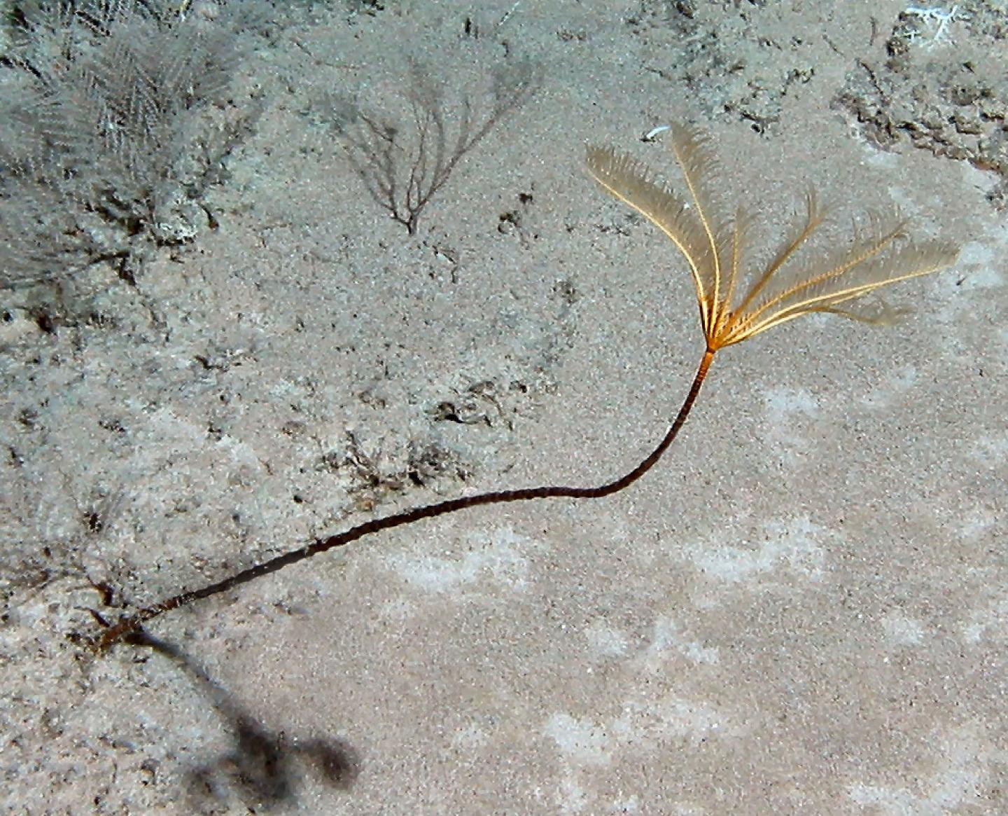 New Sea Lily Species