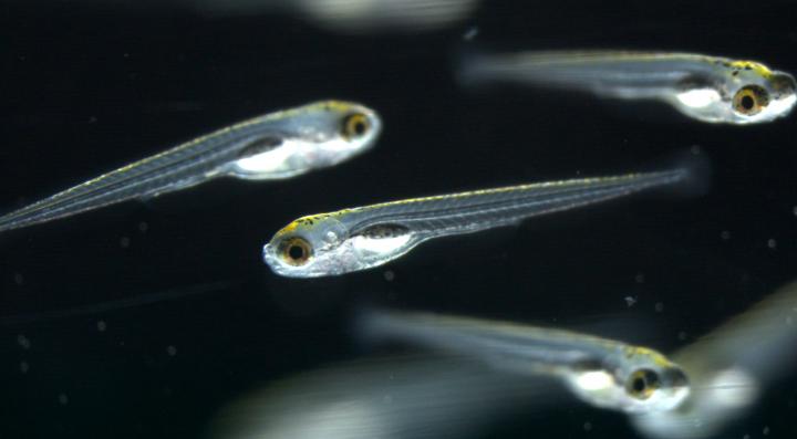 Zebrafish