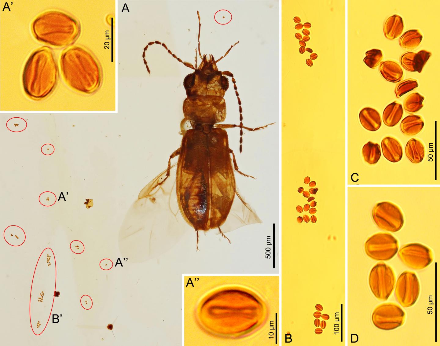 Cycad Pollen Grains Associated with <em>C. Cycadophilus</em>