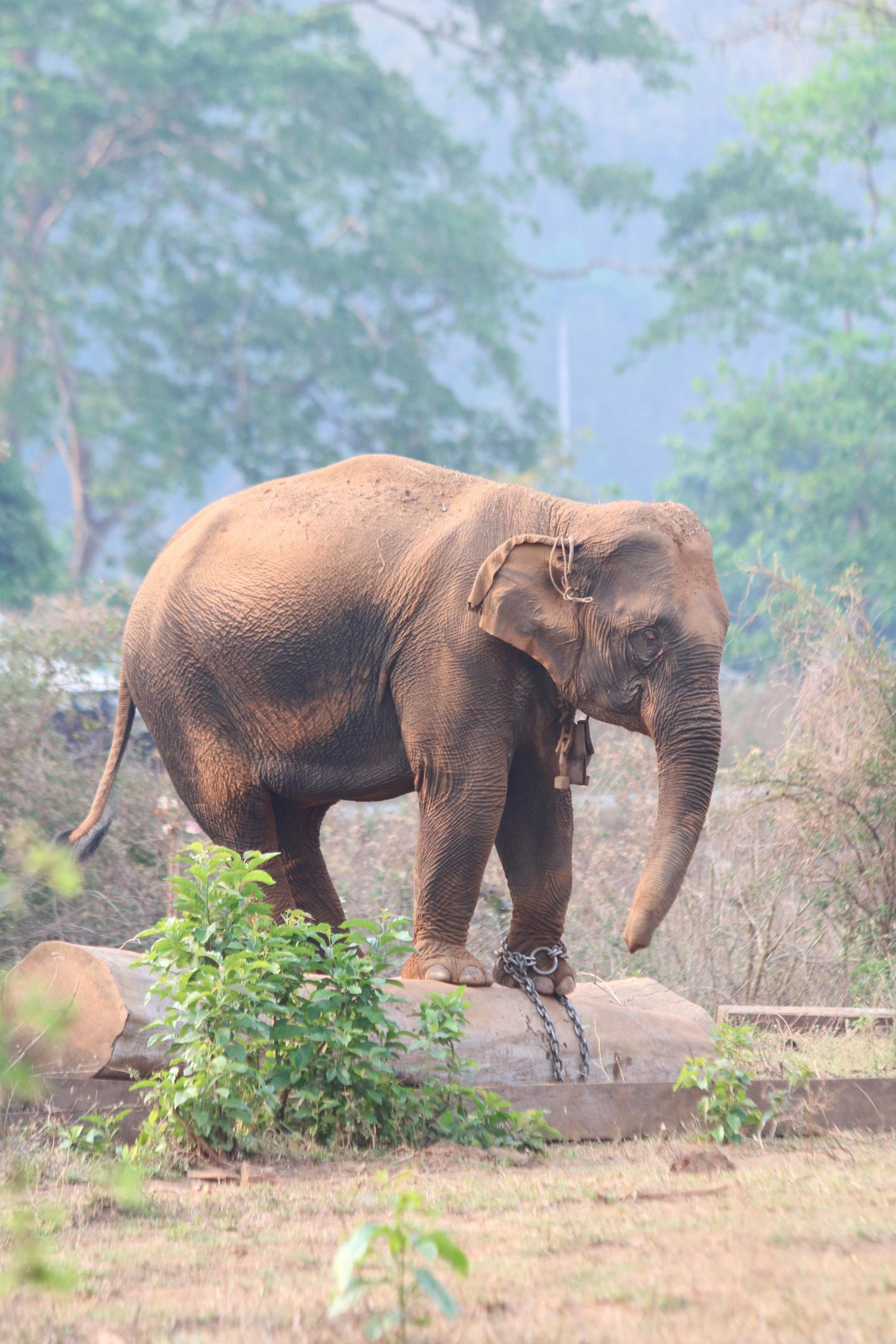 Most Captured Elephants Are Relatively Young