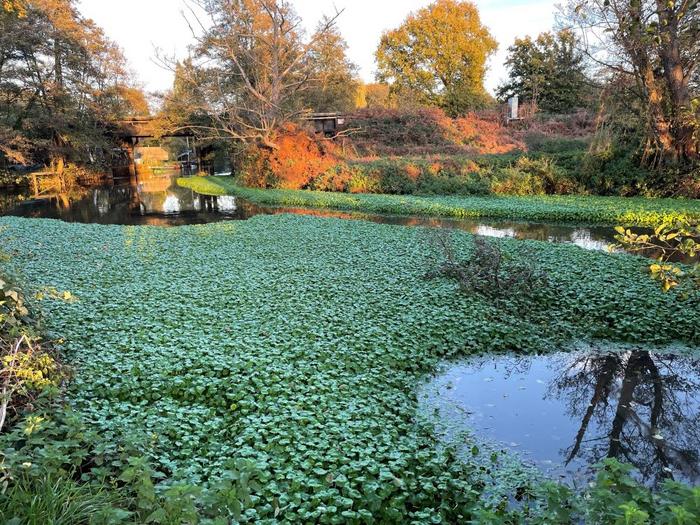 Floating pennywort on the River Wey, Weybridge, UK