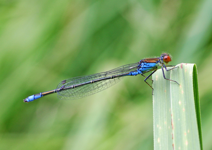 Small red-eyed damselfly