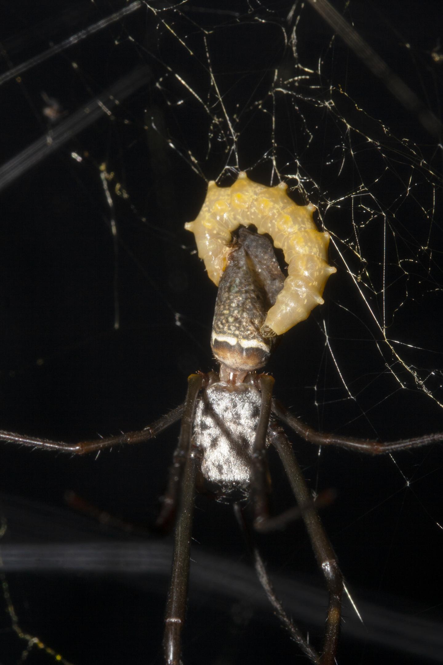 <em>Hymenoepimecis Bicolor</em> Consuming <em>Nephila clavipes</em>