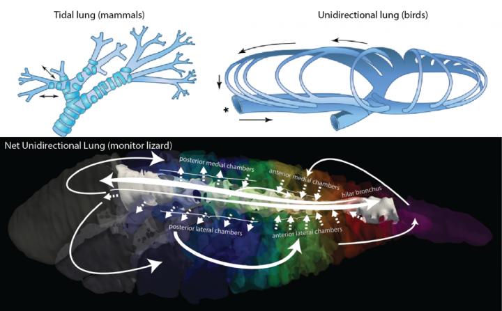 Airflow Patterns in Animals Lungs