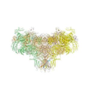 Mutations in the fifth transmembrane segment (S5) of the type 1 ryanodine receptor (RyR1) channel that lead to severe muscle disorders