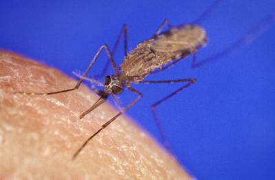 <i>Anopheles gambiae</i> Mosquito