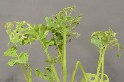 Damage Done by Diamondback Larvae