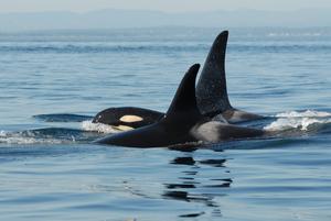 A post menopause female orca traveling with her adult son CREDIT Center for Whale Research