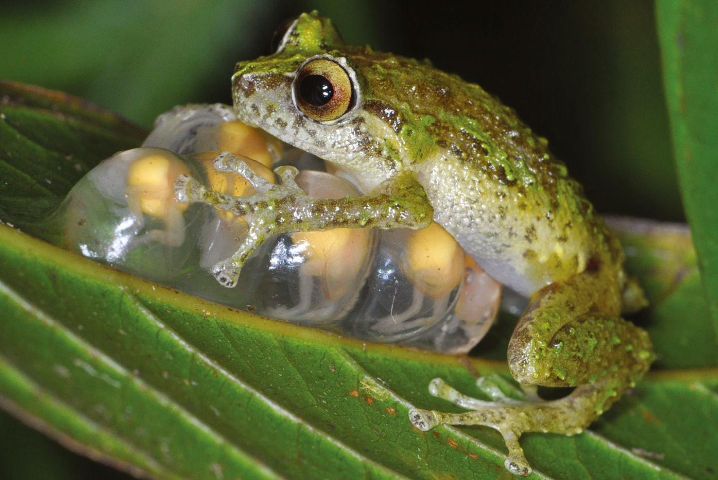 <em>Oreophryne oviprotector</em>