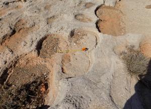 Adjacent grinding stone removals at Ormideia leaving a clover leaf shape