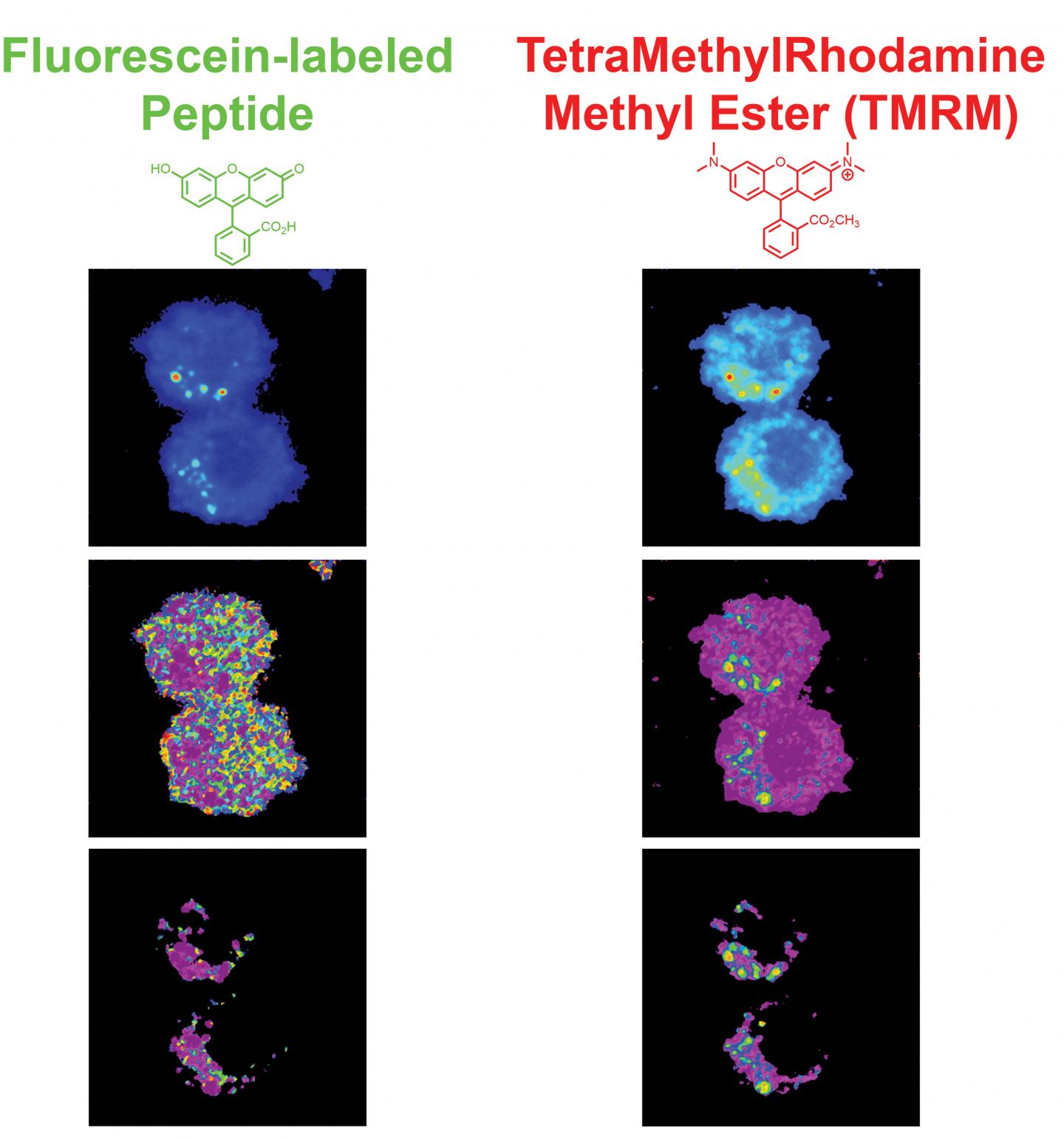 Fluorescence Lifetime Imaging Microscopy of Peptides.
