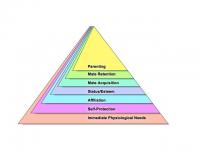 Modified Maslow's Pyramid