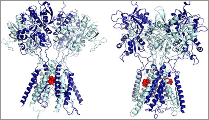 Ketamine binding sites