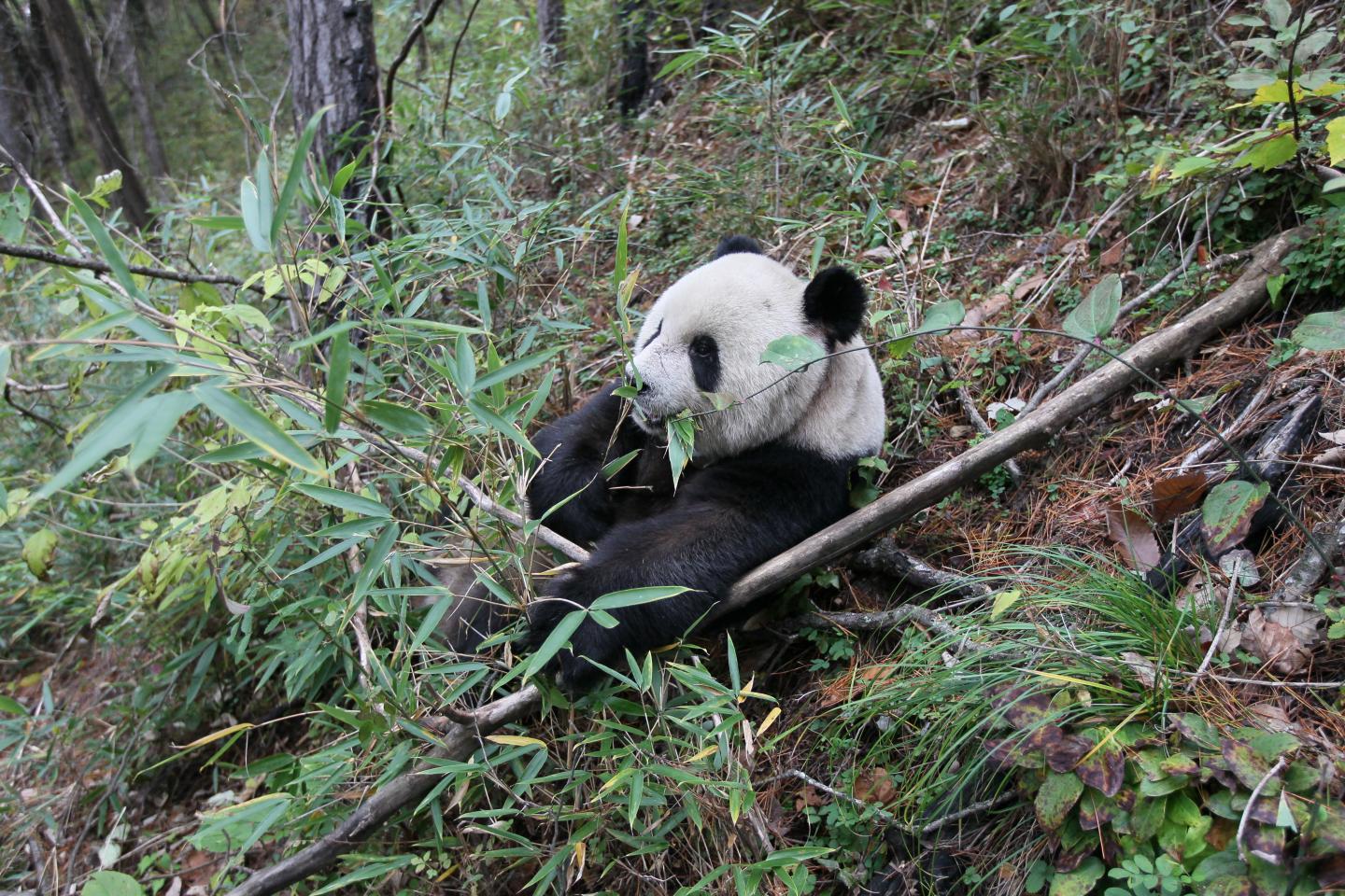 Wild Giant Panda