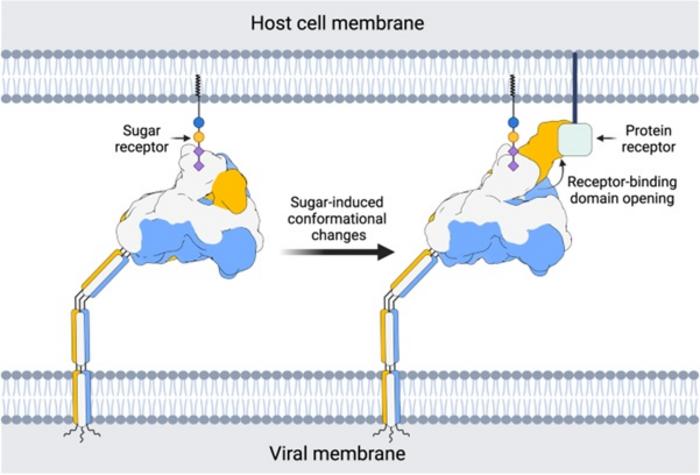 Proposed model for how human coronavirus HKU1 engages the host cell.