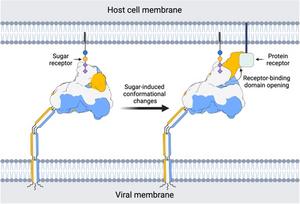 Proposed model for how human coronavirus HKU1 engages the host cell.