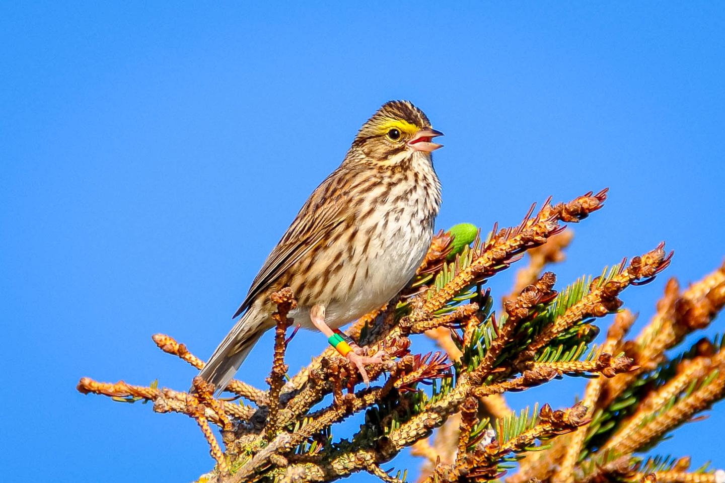 Savannah Sparrow (1 of 2)