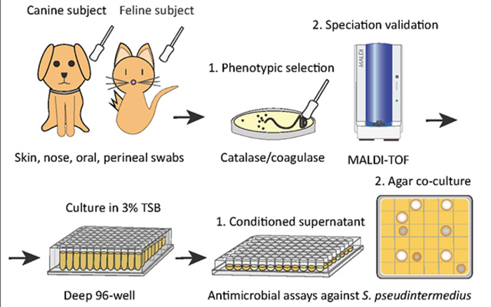 Cat Bacteria Graphic