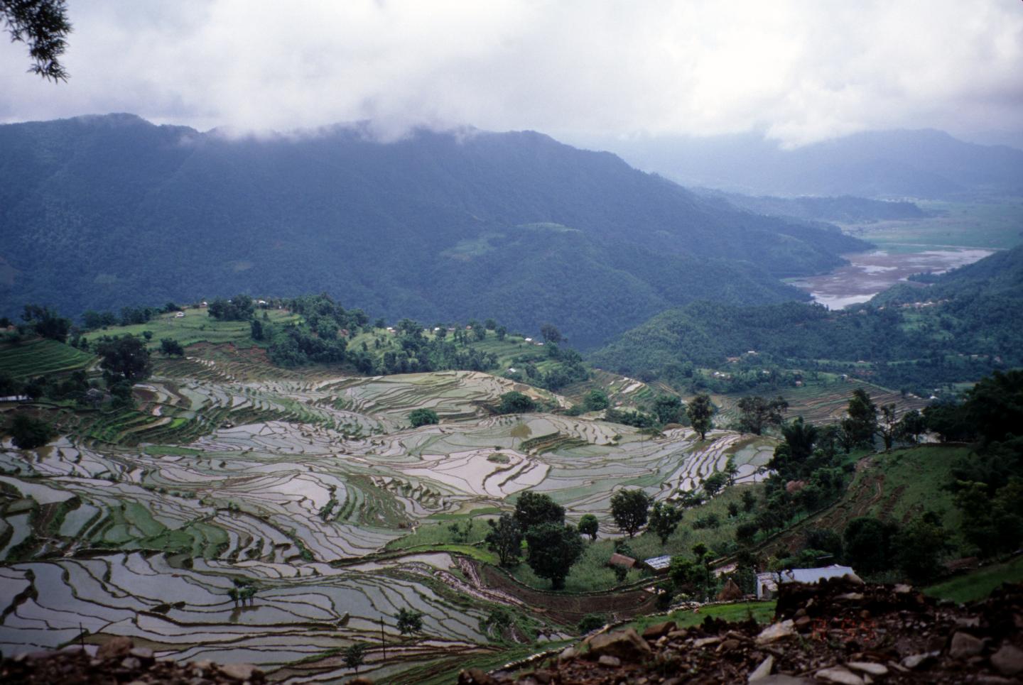 Rice Terraces