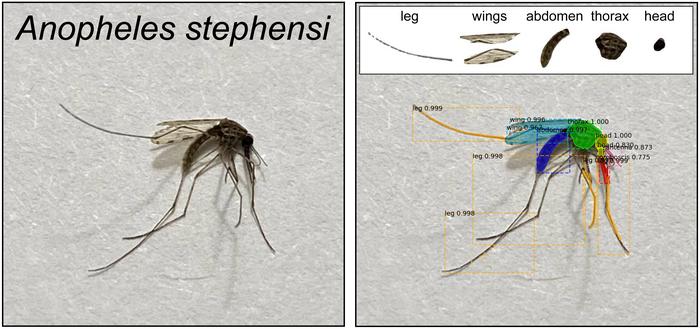 Anopheles stephensi AI graphic