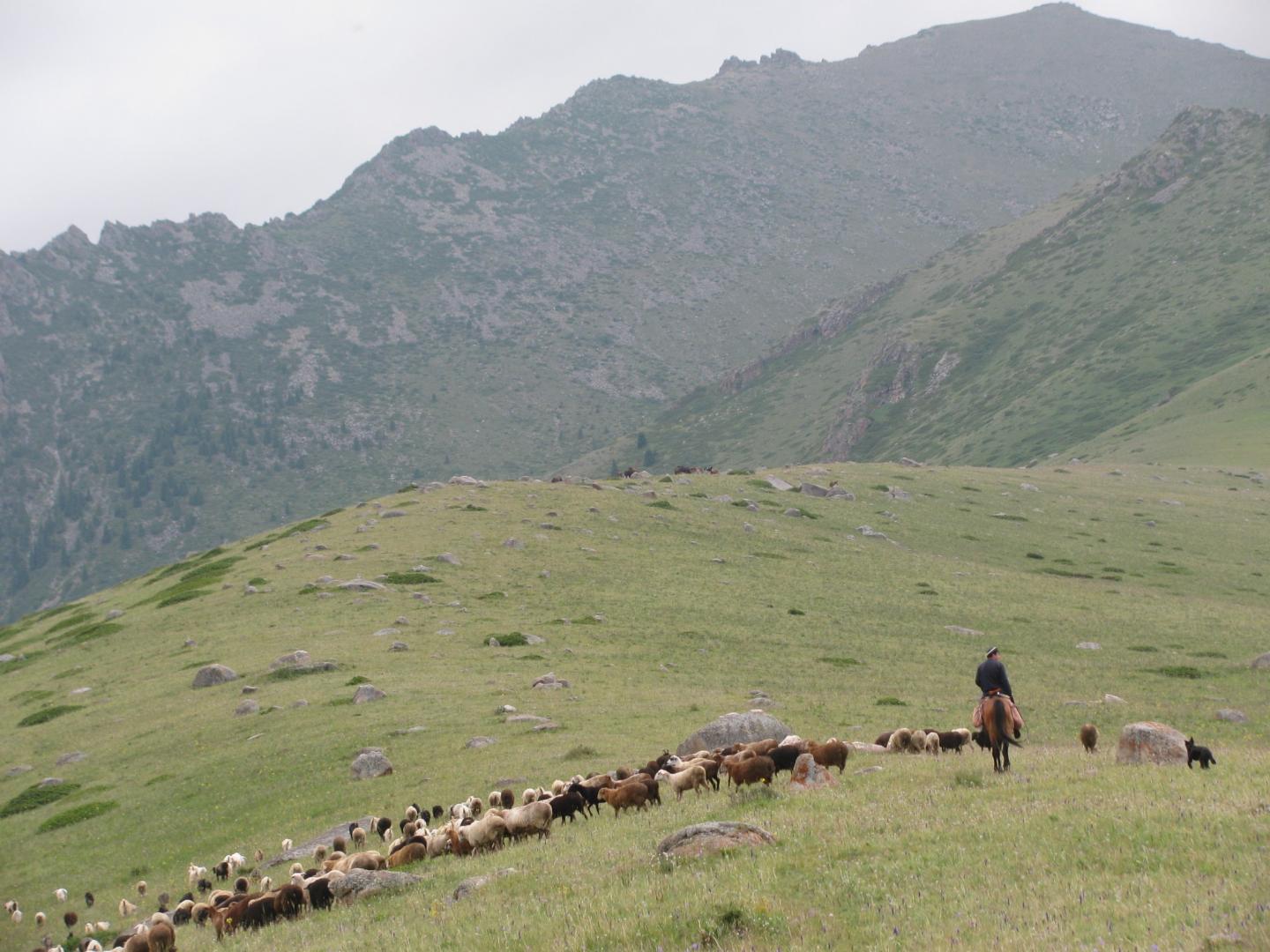 Herding Sheep and Goat in the Dzhungar Mountains of Kazakhstan c. 2011
