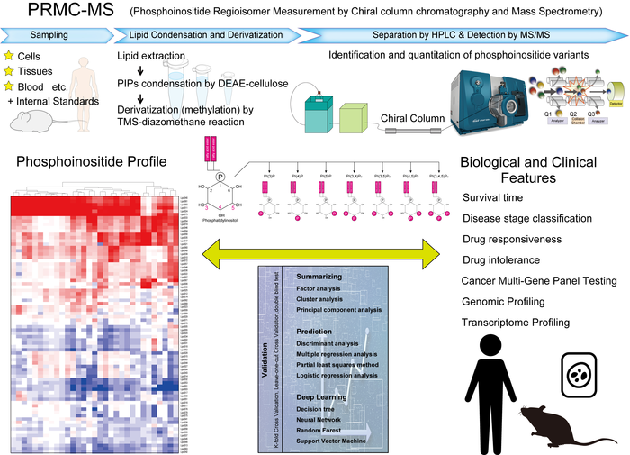 Phospholipid analysis for disease diagnosis and therapy